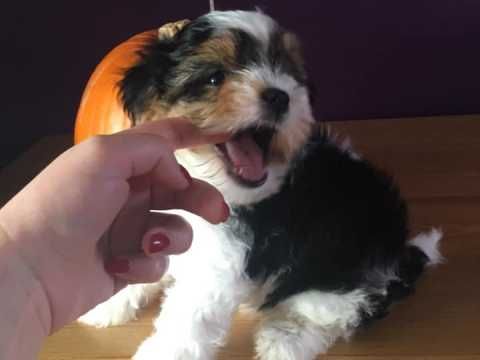 Full Pedigree Biewer Terrier Puppies For Sale Northampton