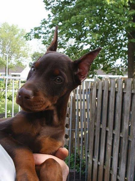 This Photo Was Uploaded By Zabar With Images Doberman Ear