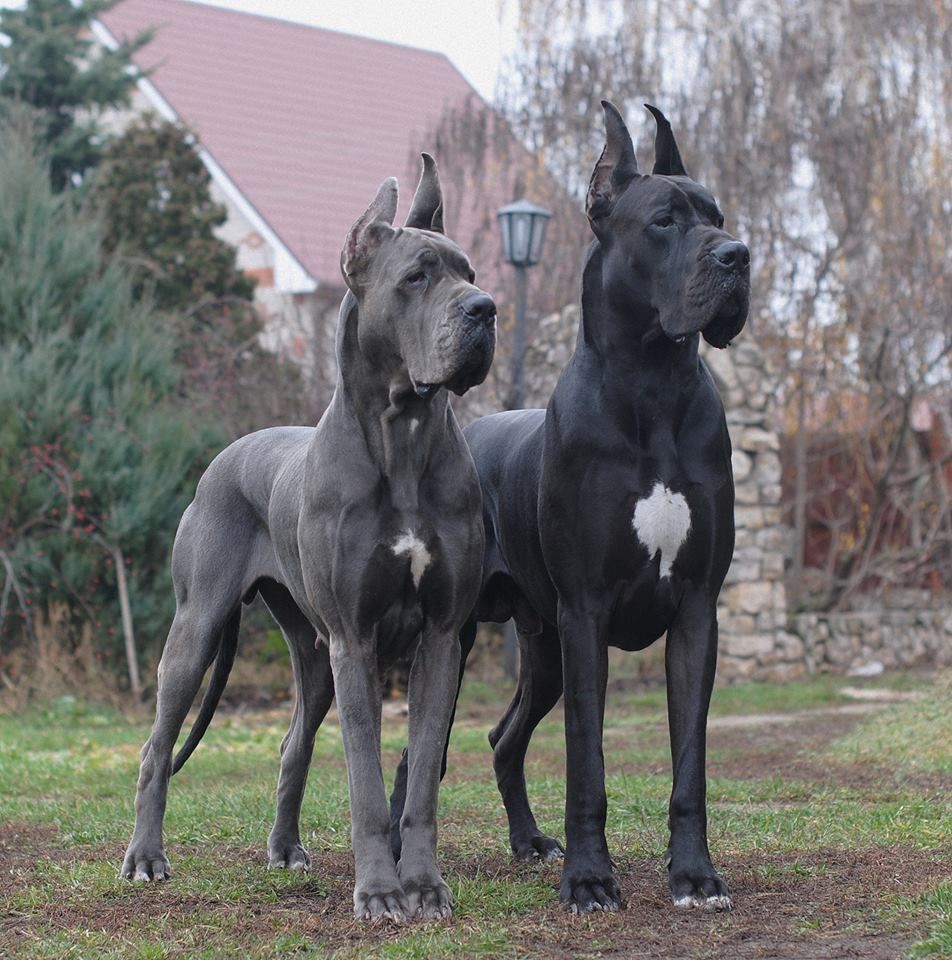 3 Glorious Great Danes Dog Ideas Dogs Great Dane Dogs Dane