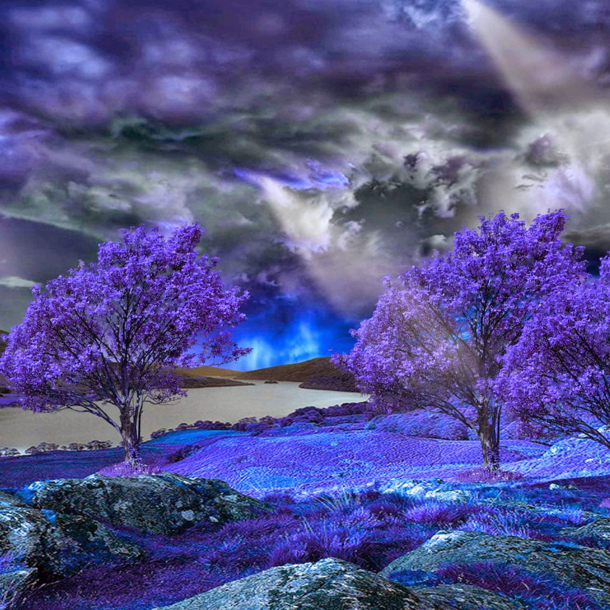 purple tree photography purple tree photography