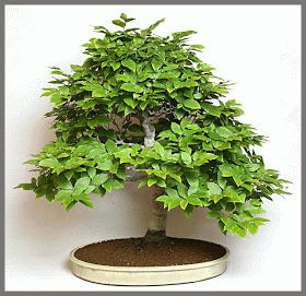 CHOWA ZOUTLEEUW: Verfijnen Fagus crenata Bonsai, Boom, Herbs, Plants, Herb, Plant, Planets, String Garden, Medicinal Plants