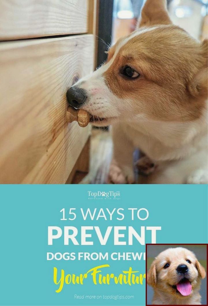 House Training A Puppy How Long Does It Take And Dog Training