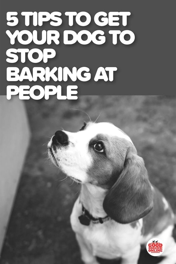 Dog Training Whistle Free Dog Training Tips Dog Training Tricks