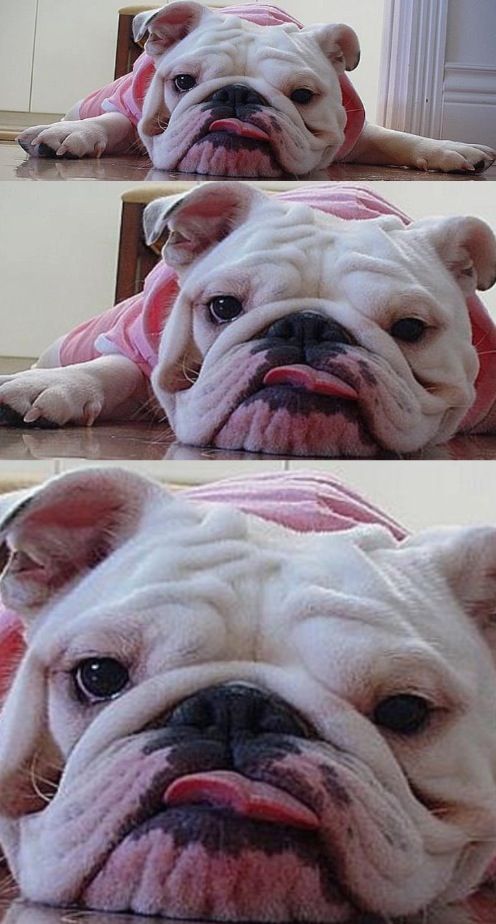 Her Face Cracks Me Up So Cute Bulldog Bulldog Puppies Cute