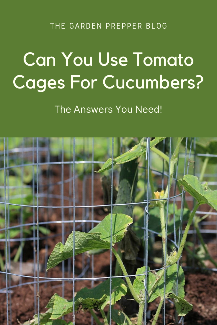 Can You Use Tomato Cages For Cucumbers The Answers You Need Tomato Can You Use Tomato Cages For Cucumbers The Answers You Need Tomato