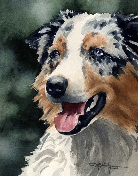 AUSTRALIAN SHEPHERD Art Print door kunstenaar DJ Rogers Over de Artwork: Dit is een professionele open edition Giclee print door kunstenaar David J. Rogers. De illustratie wordt afgedrukt vanuit een origineel aquarel schilderij, en komt rechtstreeks uit het atelier van aquarel kunstenaar DJ Australian Shepherds, Australian Shepherd Puppies, Aussie Puppies, Aussie Shepherd, Watercolor Dog, Watercolor Animals, Watercolor Art Prints, Dog Print Art, Dog Art