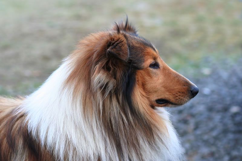 Pin On Old Time Scotch Collies Farm Collies