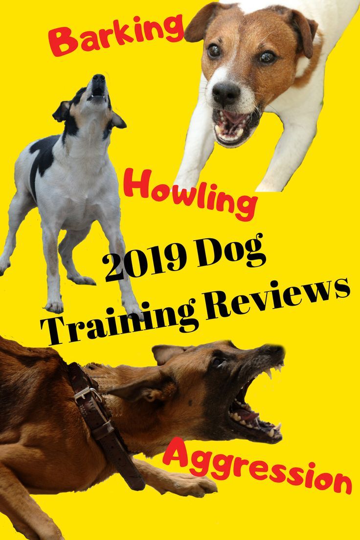 If You Re Looking For A Dog Training Program This Is A Pretty Good