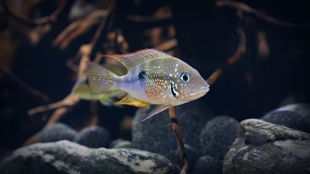 One Of My Gorgeous Male Ellioti Cichlids Thorichthys Ellioti Showing Off His Lovely Jewels For The Camera Best Looking Fish In My Opi Fish Pet Cichlids Fish One Of My Gorgeous Male Ellioti Cichlids Thorichthys Ellioti Showing Off His Lovely Jewels For The Camera Best Looking Fish In My Opi Fish Pet Cichlids Fish