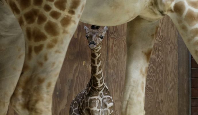 April The Giraffe Baby Updates: | Baby animals, Animals, Baby giraffe