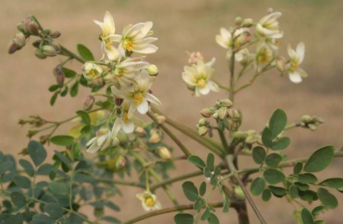 Como se prepara el te de moringa en hojas Como se prepara el te de moringa en hojas