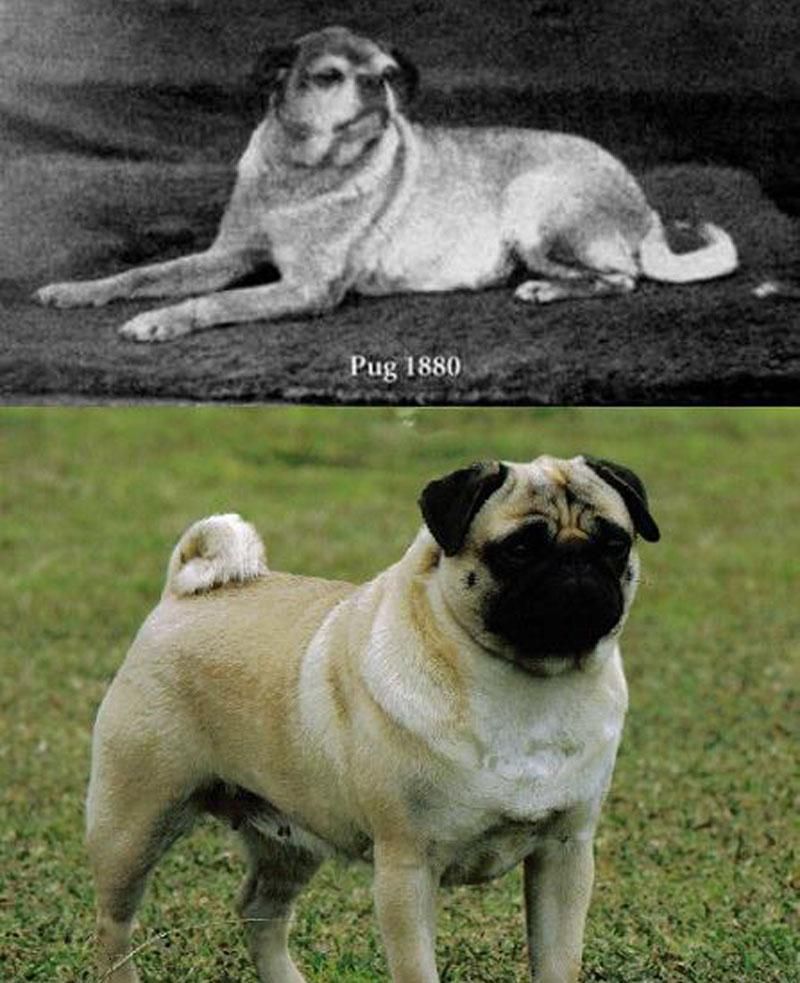 Internet Palace On Selective Breeding Pugs Cute Pugs