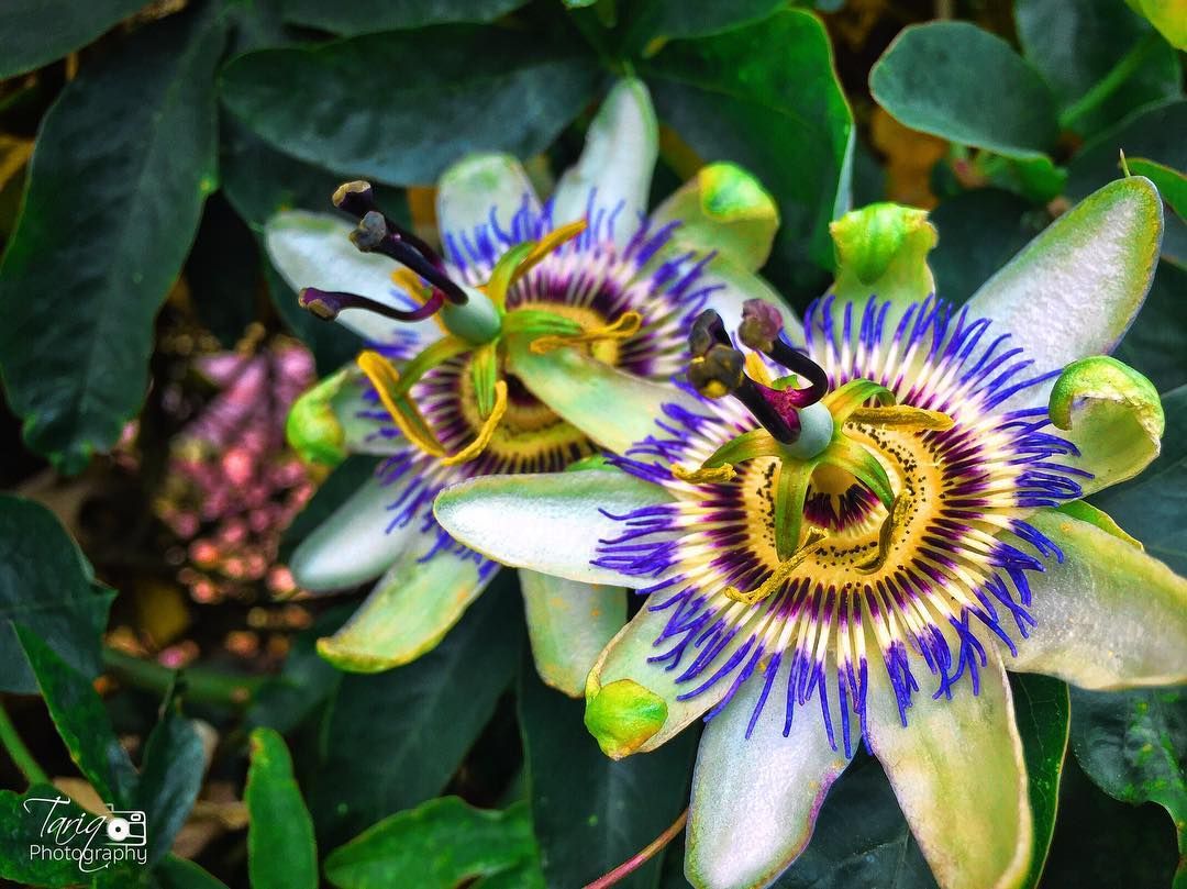 Passion Flower Videos Photos And Facts Passiflora Discophora Arkive Passion Fruit Flower Passion Flower Unusual Flowers