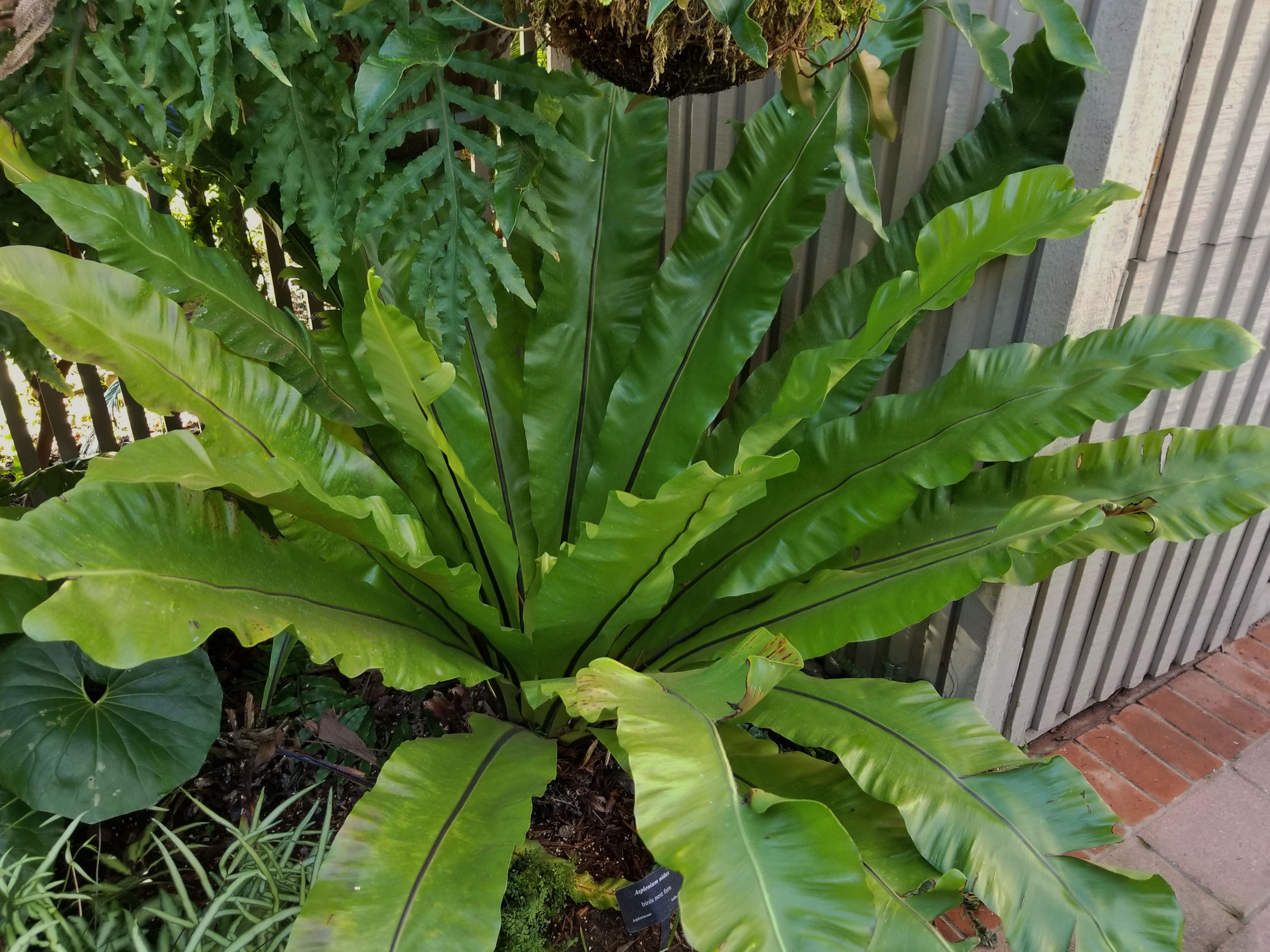 Exotic ferns
