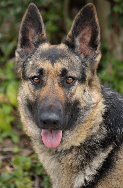 Westside German Shepherd Rescue Of Los Angeles Black German