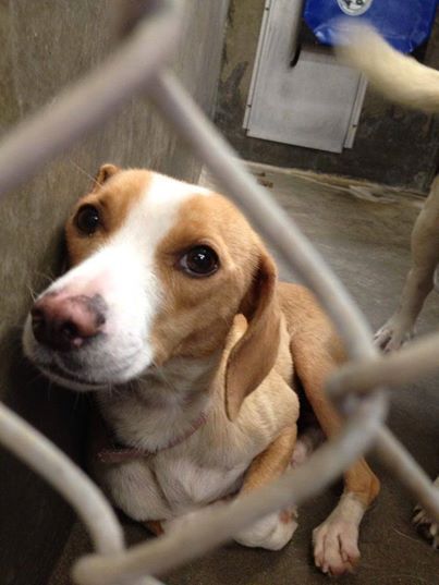 5 28 Code Red Urgent Please Share Her This Gorgeous Soul