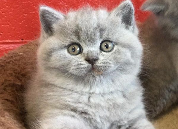 Gatto British Shorthair Carattere E Prezzo Miao Snoopy Gatto