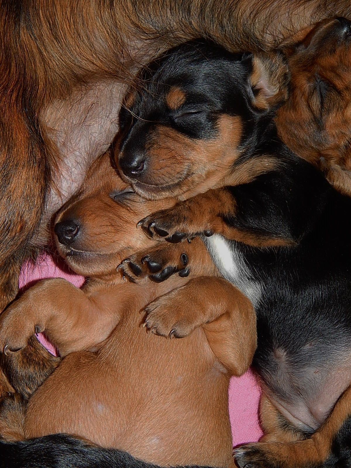 Dachshund Puppies Kenny On The Left And Mavis On The Right