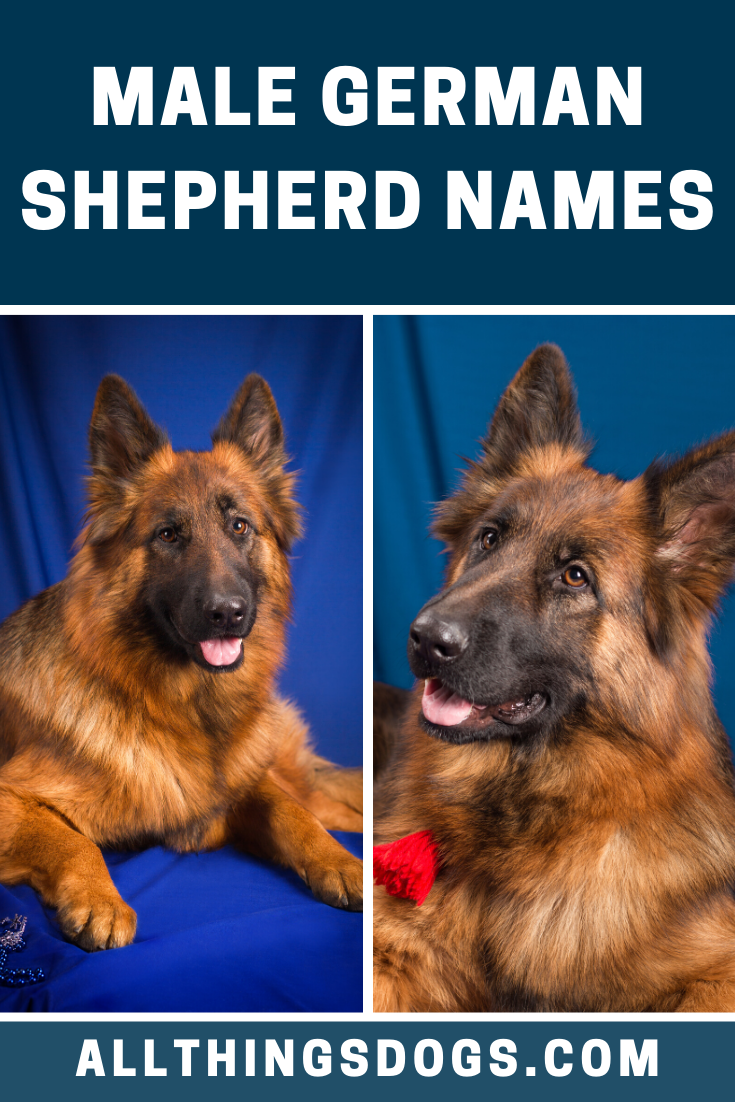 The best dog names showcase the amazing qualities of your individual pet. Male German Shepherds are known for their kindness, intelligence, strength or resilience. And thus we've used these qualities to come up with this list of male German Shepherd names. Check it out! #germanshepherdnames #malegermanshepherdnames #namesforagermanshepherd German Shepherd Names Male, German Shepherds, Best Dog Names, The Good German, R Man, German Dogs, Name List, Cute Names, Pet Parent