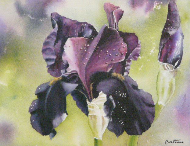 Watercolor Iris Peinture Fleurs Aquarelle Abstraite Aquarelle