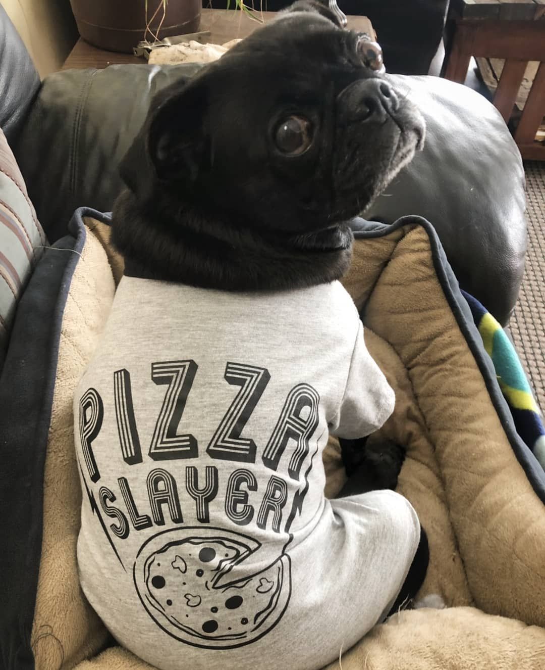 I Know What I M About Pug Pugs Pugdog Pugdogs Pugstagram
