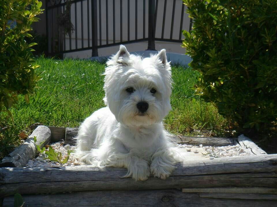Westie Westie Terrier West Terrier Westies