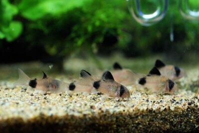 コリドラス図鑑bot Freshwater Aquarium Fish Pet Pets コリドラス図鑑bot Freshwater Aquarium Fish Pet Pets