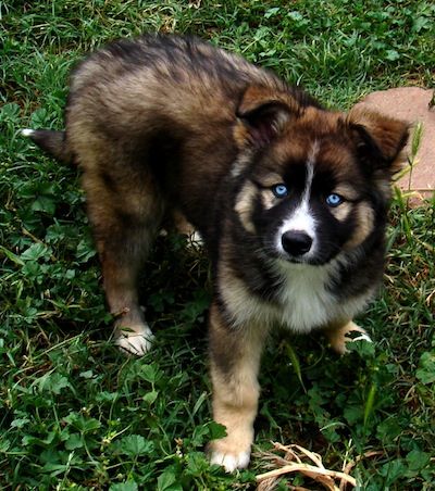 Siberian Husky German Shepherd Mix Dogs