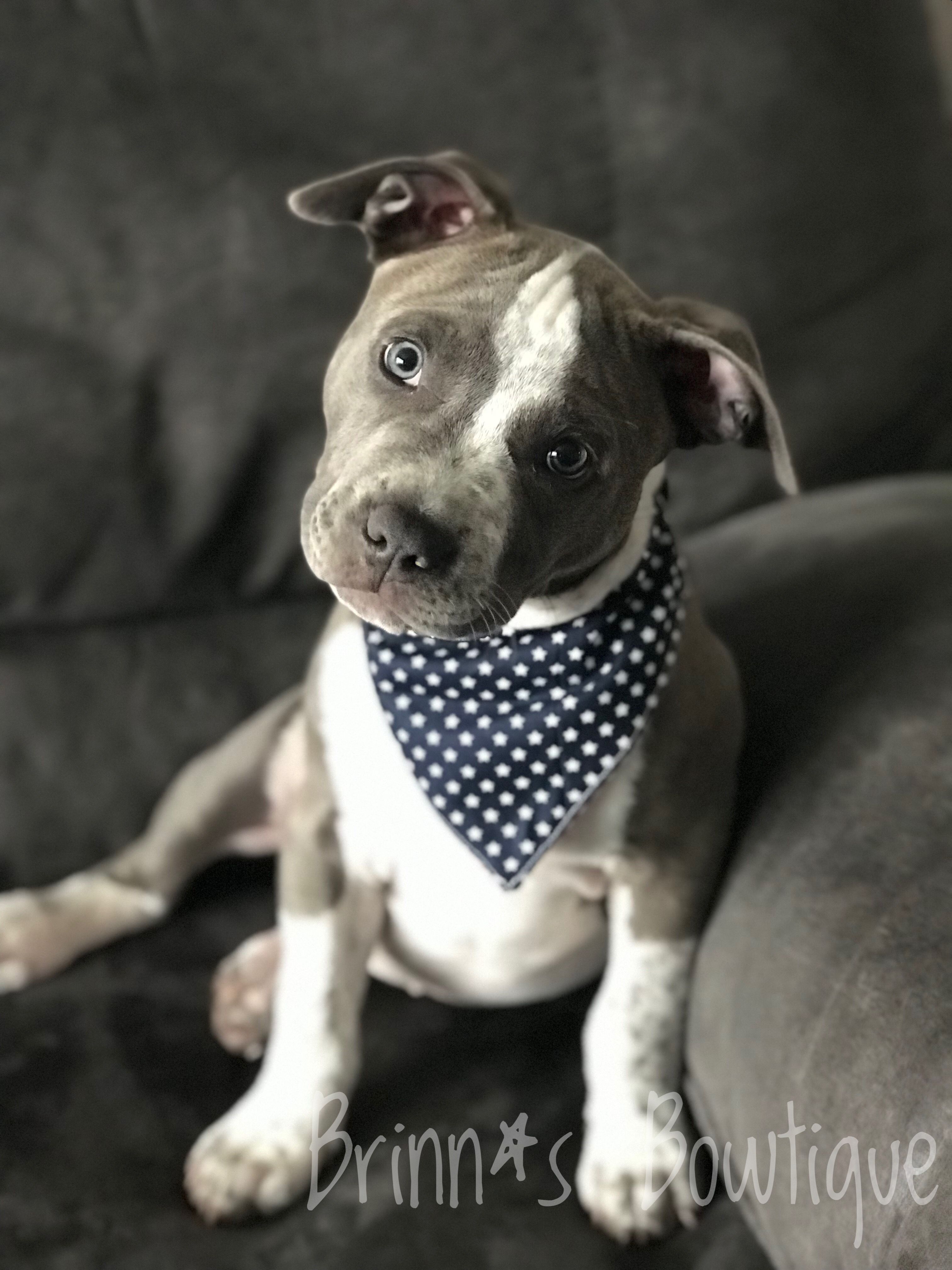 Storm 1 2 American Pitbull Terrier 1 2 American Bully