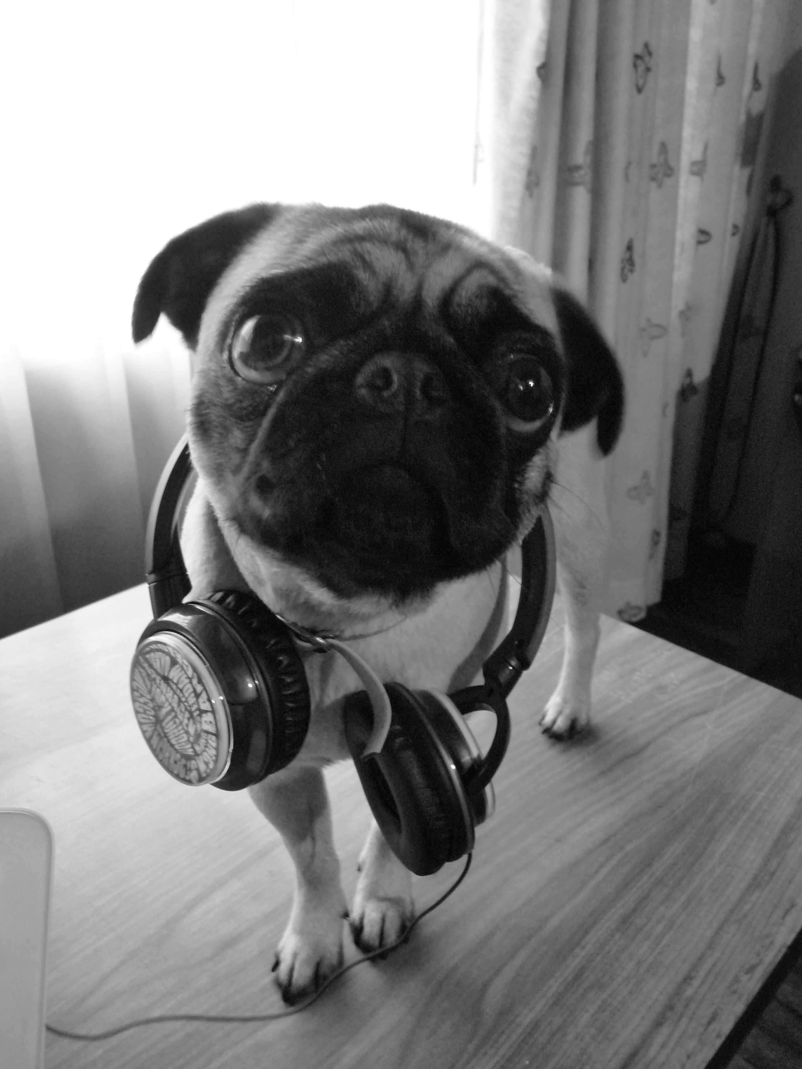 Pug Headphones With Images Work With Animals Animal Pin