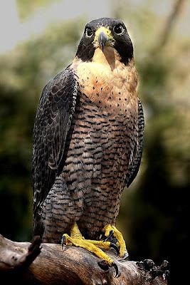 Falco Peregrinus Falco Peregrinus Halcon Peregrino Peregrino