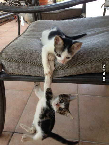 scar brother help me http geekstumbles com p 51219 cute animals cute cats funny animals