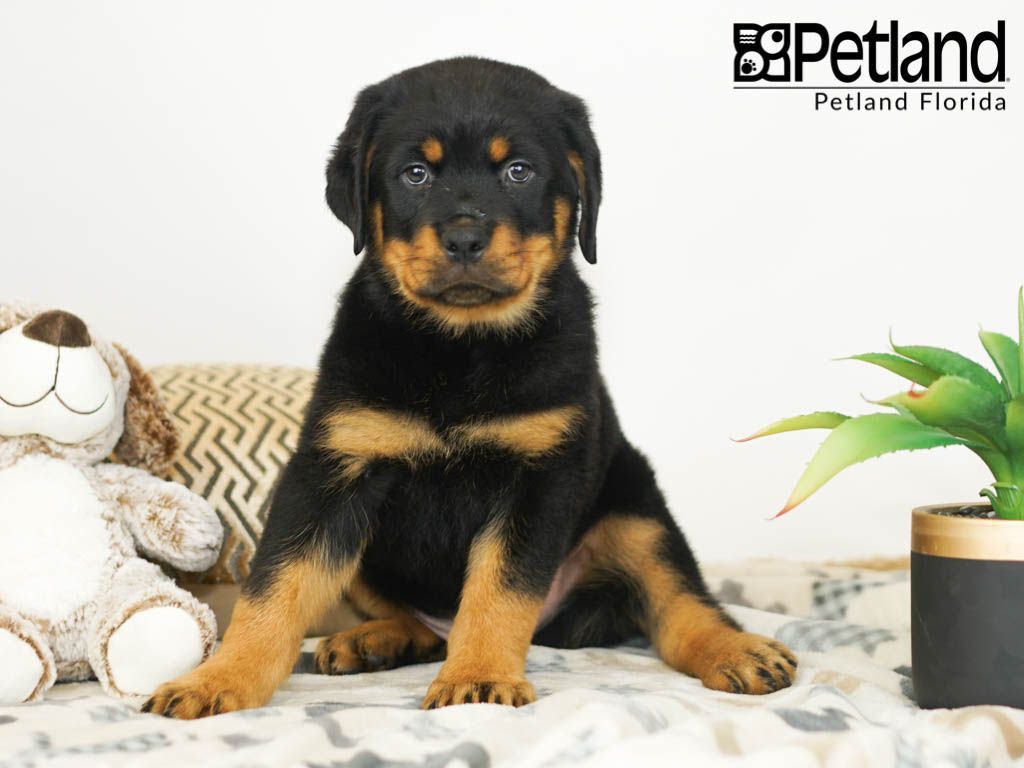Petland Florida Has Rottweiler Puppies For Sale Check Out All Our