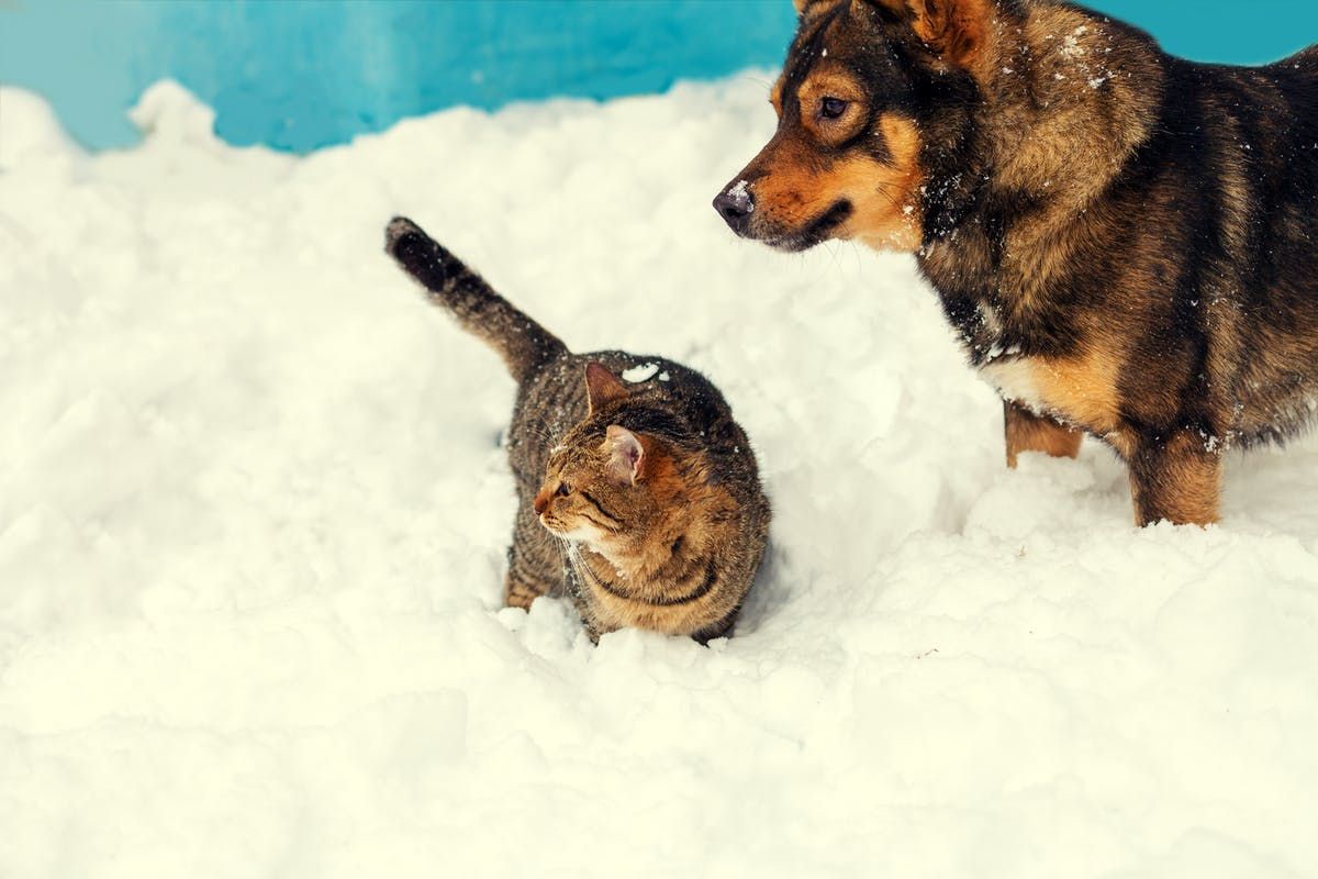 10 Holiday Hazards That Cause Pet Emergencies (and Big Vet