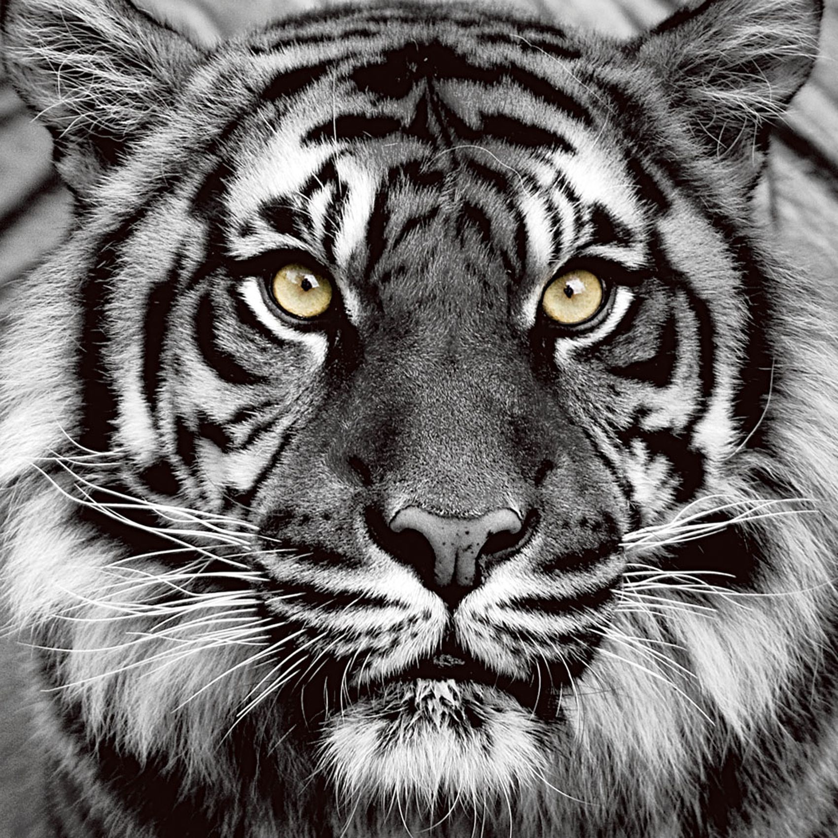 Tiger Augenfarbe Tiger Augenfarbe