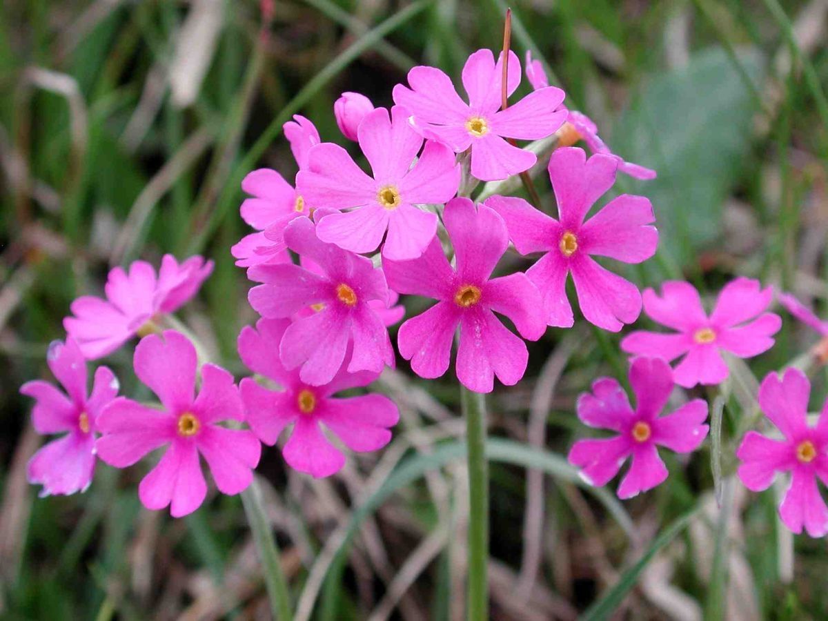 Pink Champion Silene Dioica British Wild Flowers Wild Flowers Pink Champion Silene Dioica British Wild Flowers Wild Flowers