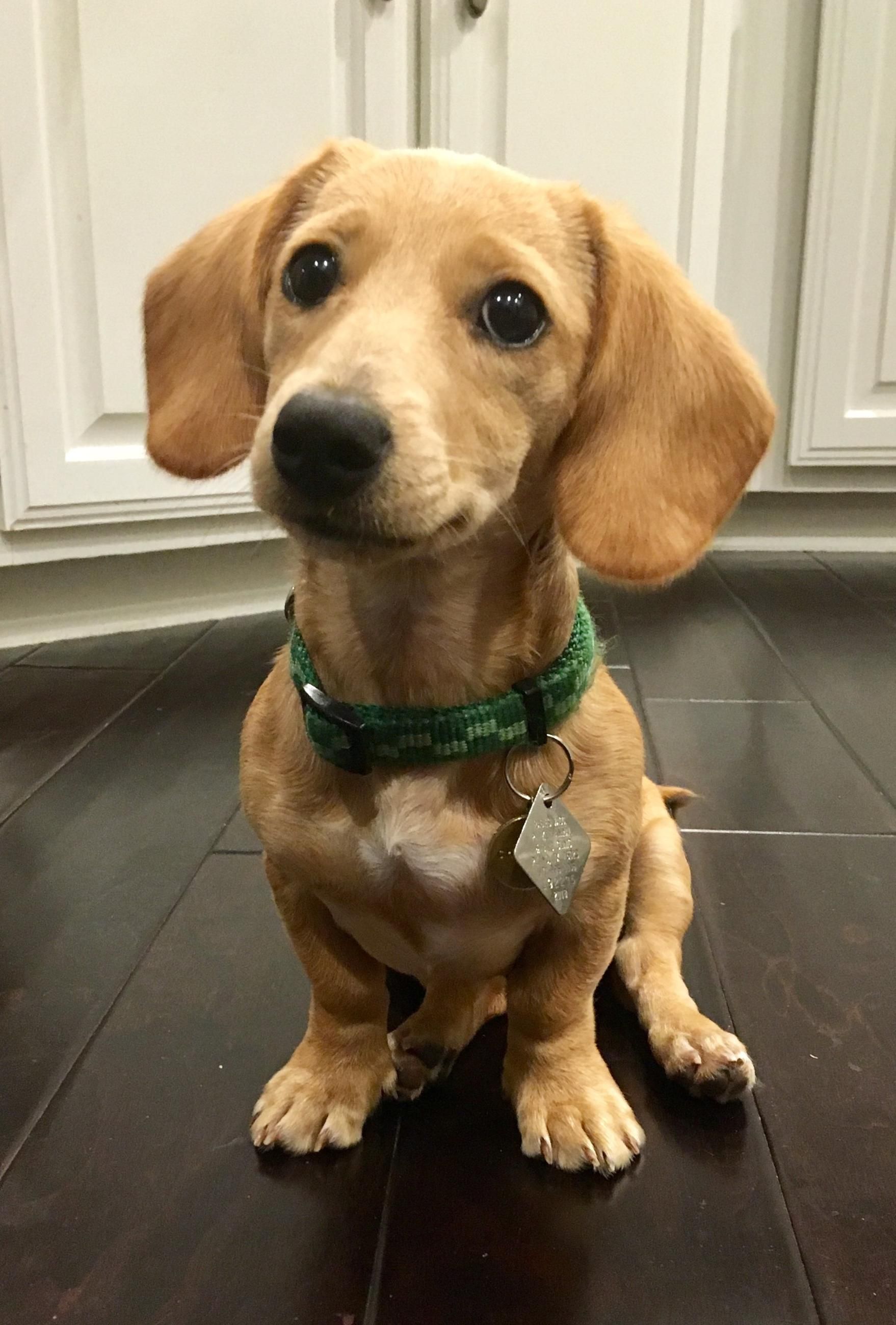 Best Face To Come Home From Work To Please Donate Us