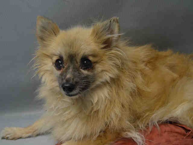 Pomeranian And Street Dog Mix Puppy