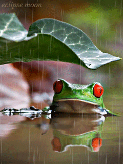 Pin by Ahlam on 雨 | Funny frogs, Cute frogs, Red eyed tree frog