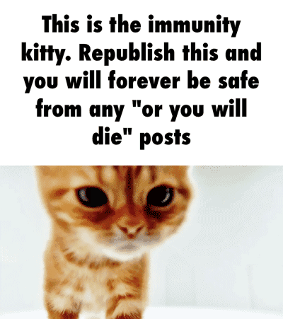 immunity kitty google search share pinterest funny immunity