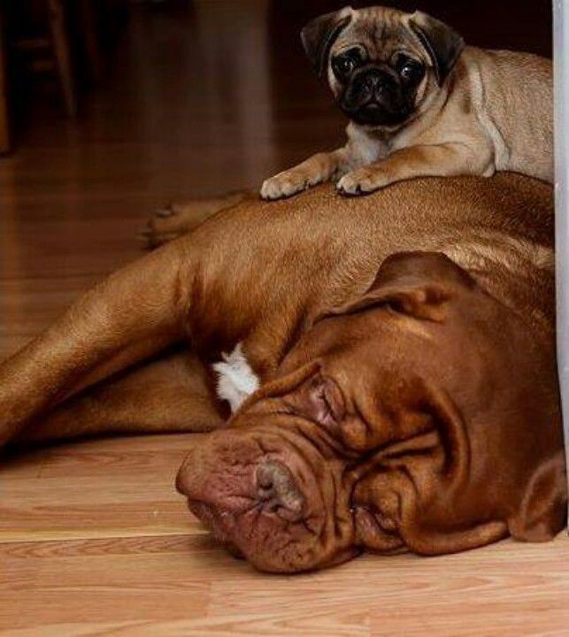 Pug And His Big Buddy Bordeaux Dog French Mastiff Dog Mastiff