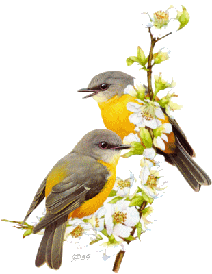 روائع مدونة نبض الحيارى في إطلالة كل جمعة نشتاق لدعائكم Oiseaux Droles Photo Oiseau Video Animaux Drole روائع مدونة نبض الحيارى في إطلالة كل جمعة نشتاق لدعائكم Oiseaux Droles Photo Oiseau Video Animaux Drole