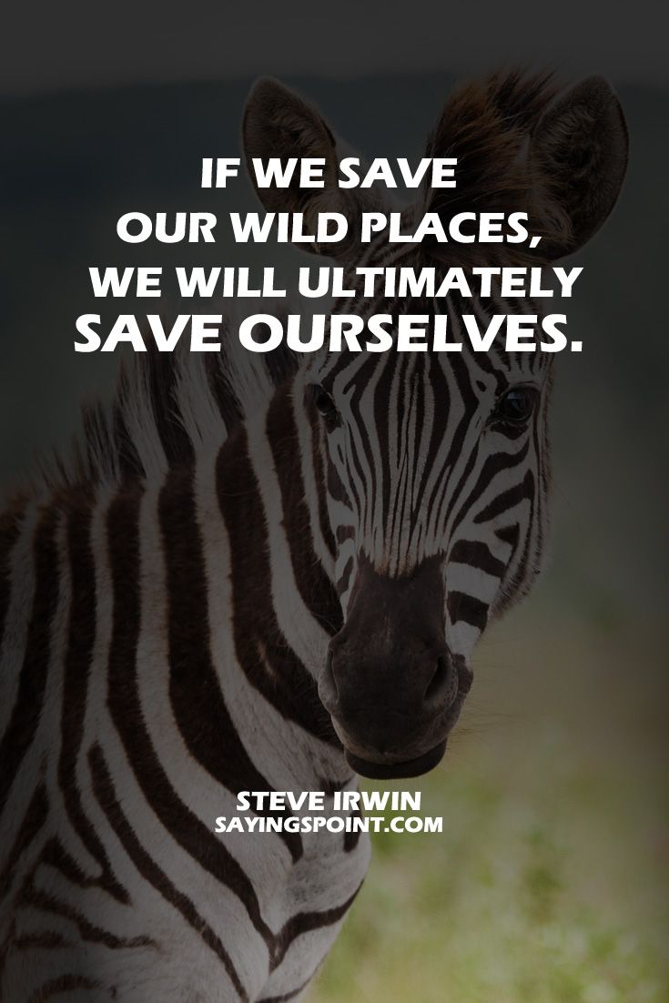 save wildlife quotes and sayings willdlife animals wildlifeplanet