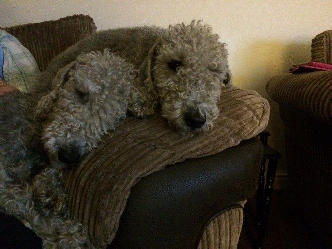 Bedlington Terrier Puppy Bedlington Whippet Pitbull Terrier