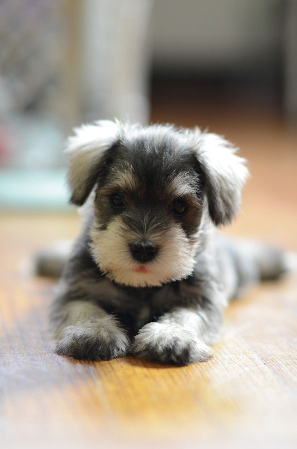 The Cutest Animals You Have Ever Seen Cute Animals Puppies