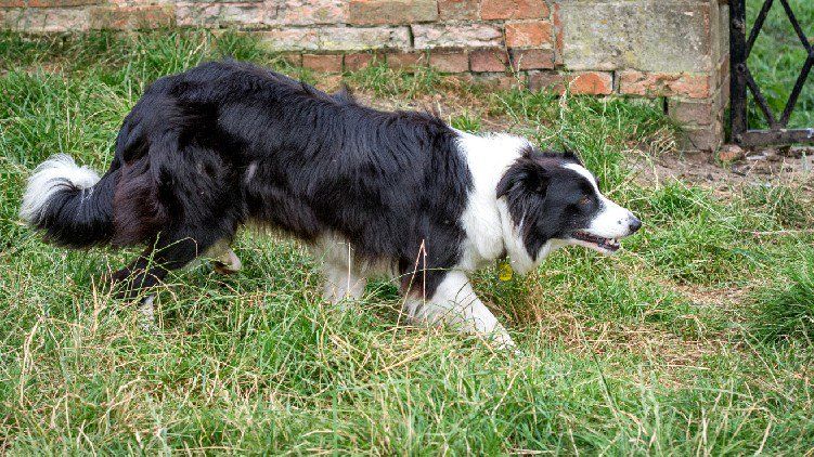 Ollie Collie Olliecollieuk Twitter Collie Border Collie