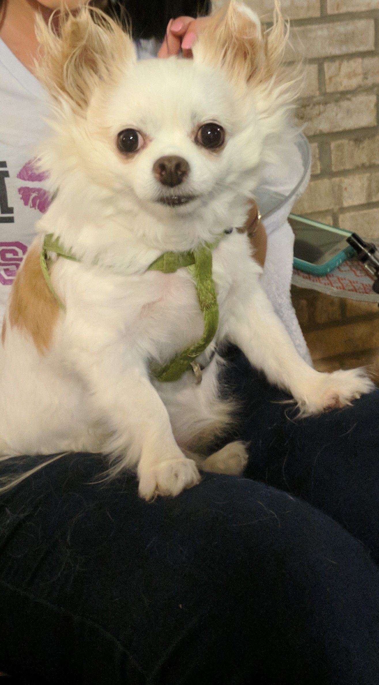Pin By Aimee Bridgeman On Casper The Friendly Chihuahua