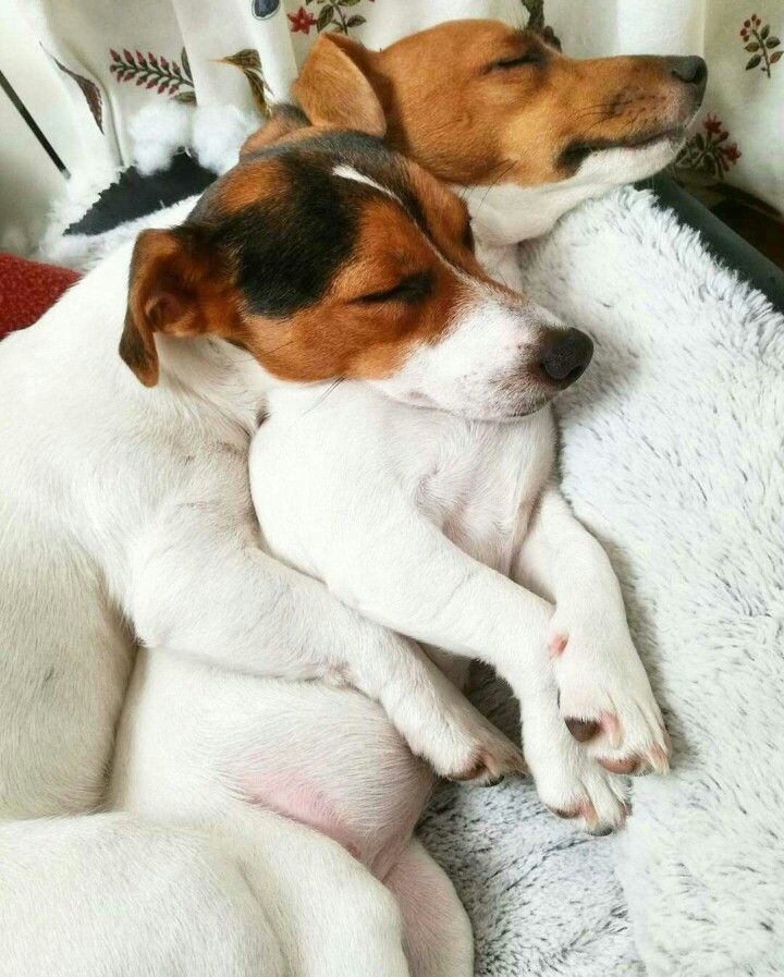 One Jack Russell Terrier Dog Fan Pull With Paw Prints On The Back 1/"