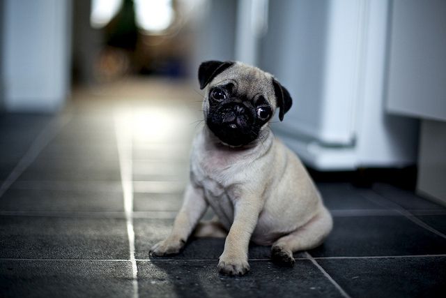 Ella Cute Pugs Cute Pug Puppies Pugs