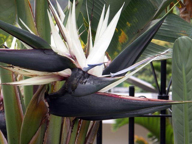 Bird of paradise plant varieties